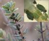 Aphis serpylli